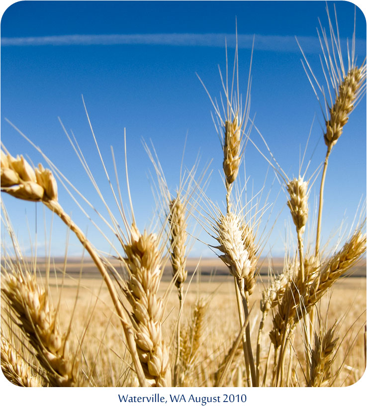 Washinton wheat fields August 2010